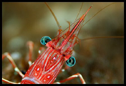 Dancing shrimp - Similan islands - 105 mm macro by Dejan Sarman 